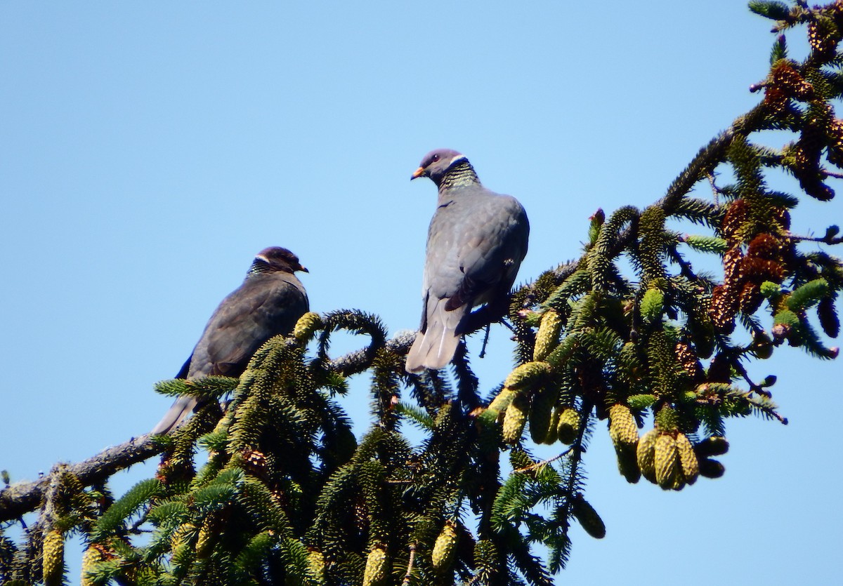 Band-tailed Pigeon - ML363988861