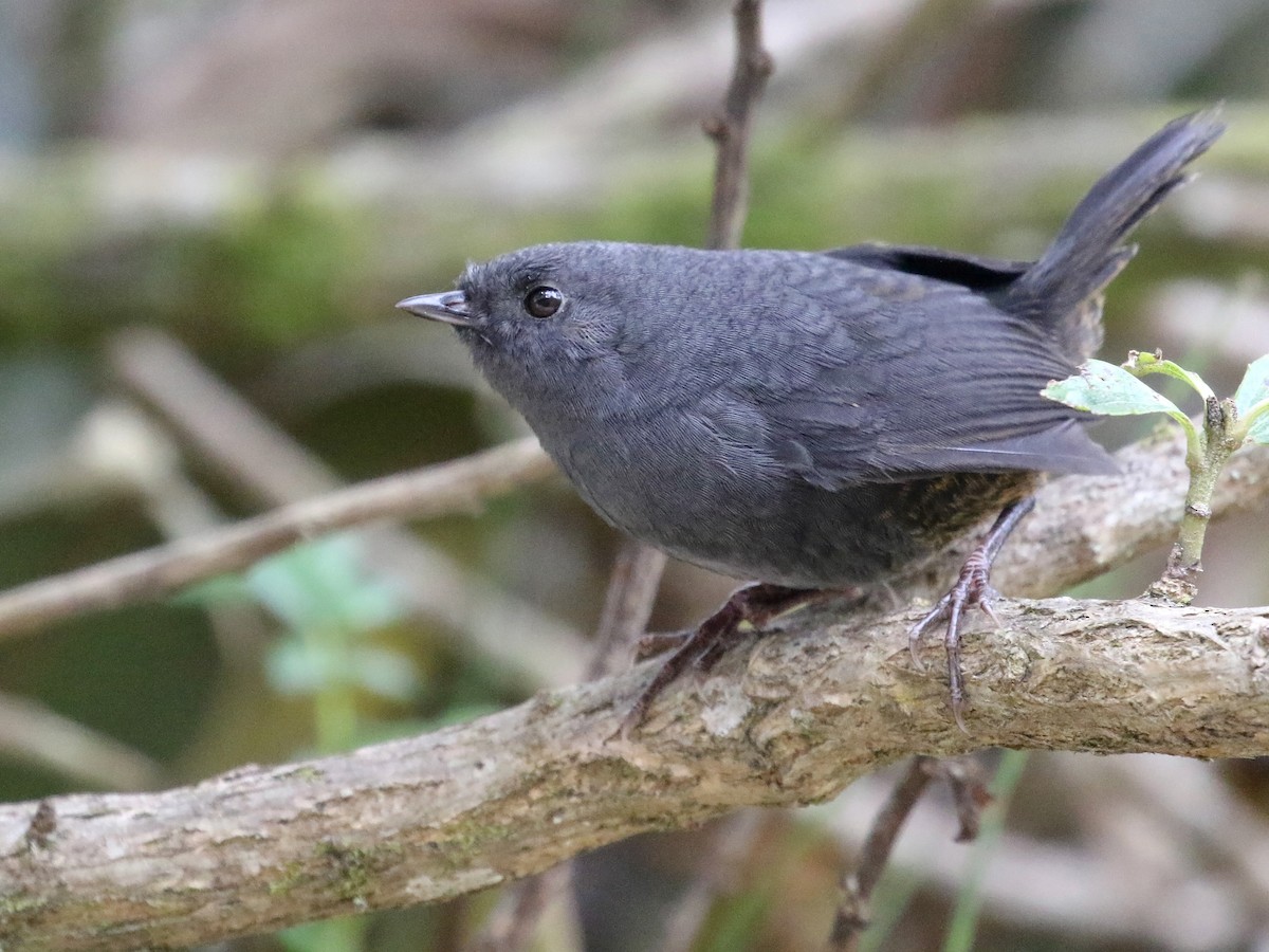 Paramo Tapaculo - Scytalopus opacus - Birds of the World