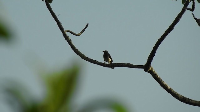 Brown Jay - ML363989061