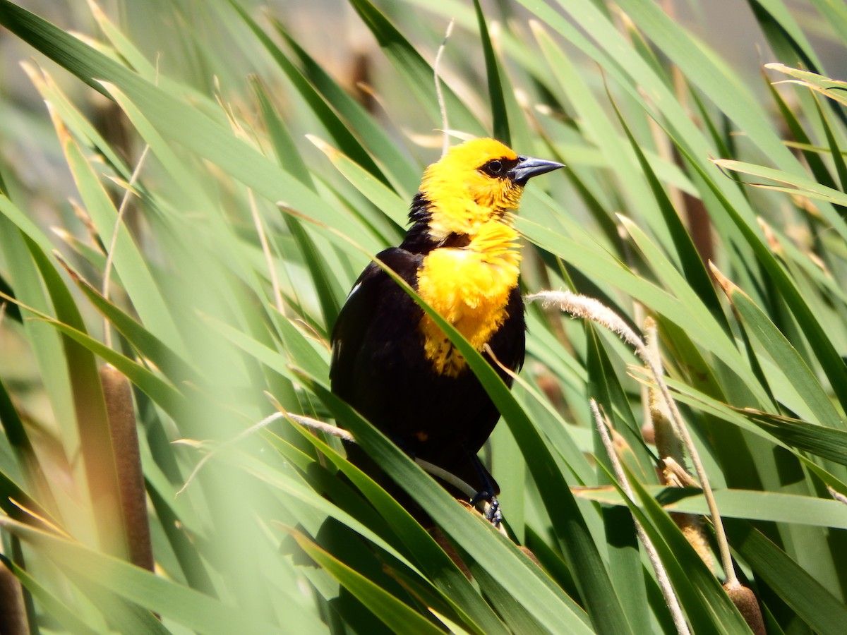 Yellow-headed Blackbird - ML363989471