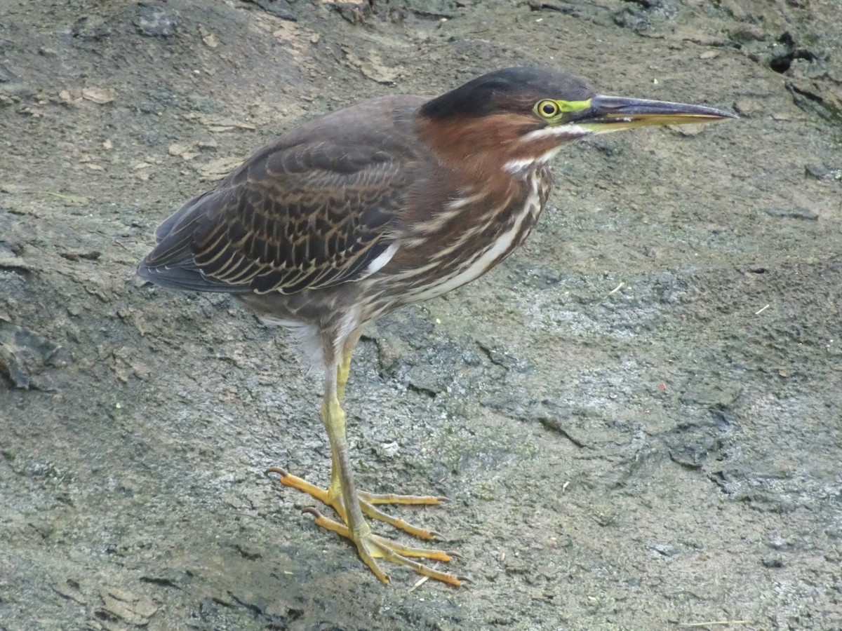 Green Heron - ML363989631