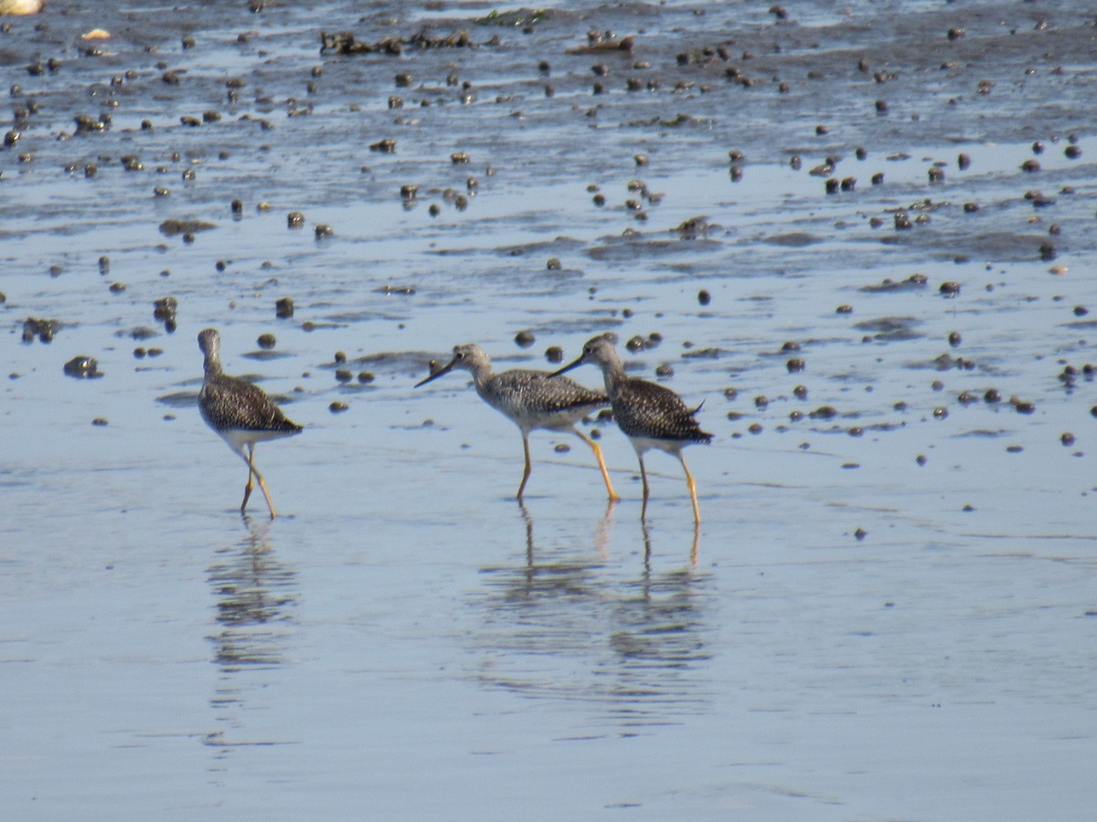 Greater Yellowlegs - ML363989861