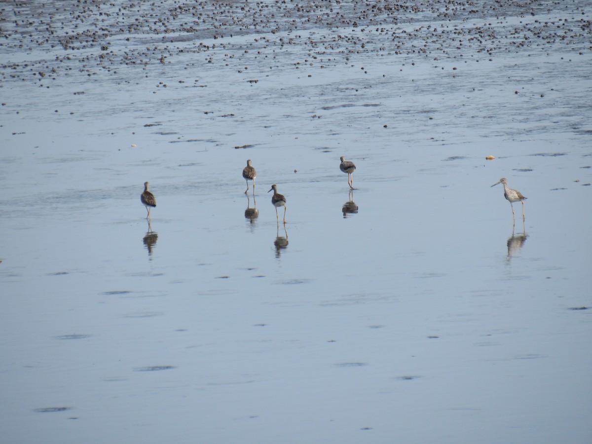 Greater Yellowlegs - John Coyle