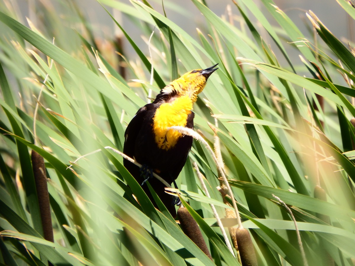 Yellow-headed Blackbird - ML363989901