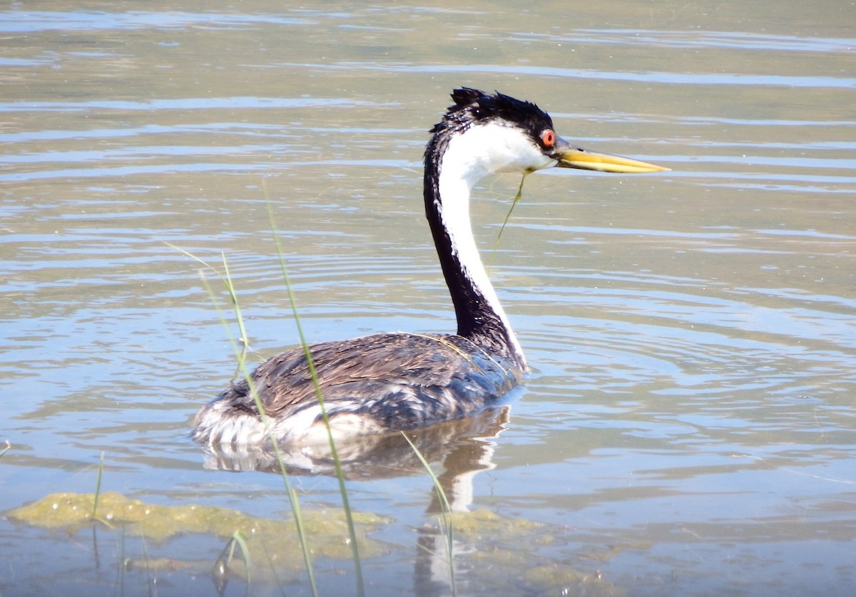 Western Grebe - ML363990241