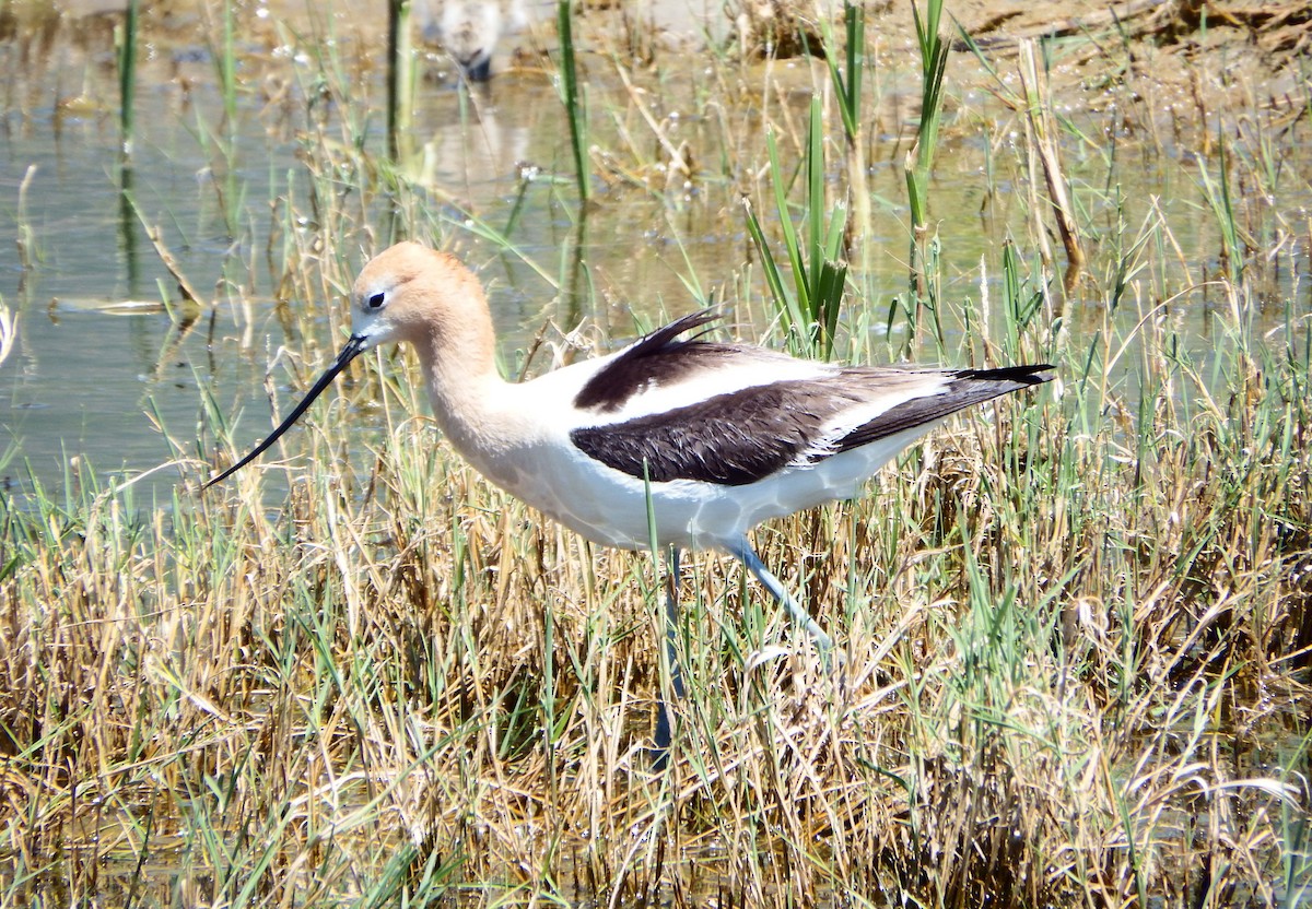 American Avocet - ML363990541