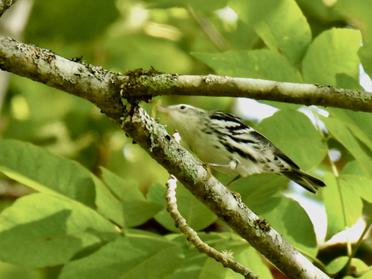 Black-and-white Warbler - Jeanne Tucker