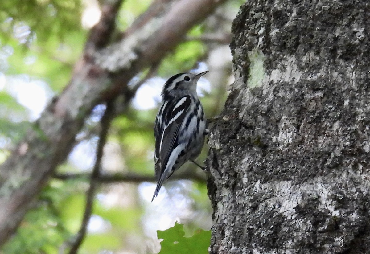 Black-and-white Warbler - Jeanne Tucker