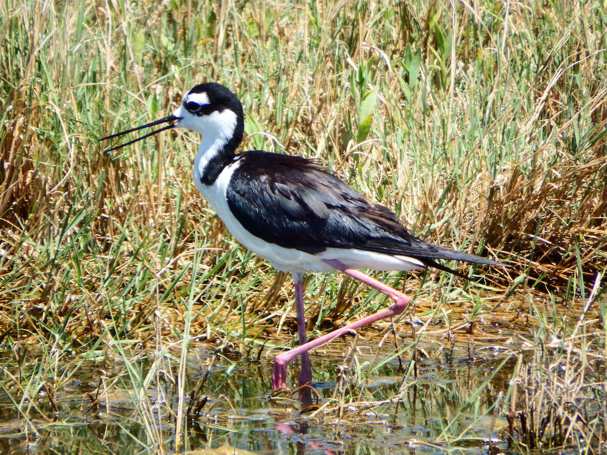 Black-necked Stilt - ML363991411