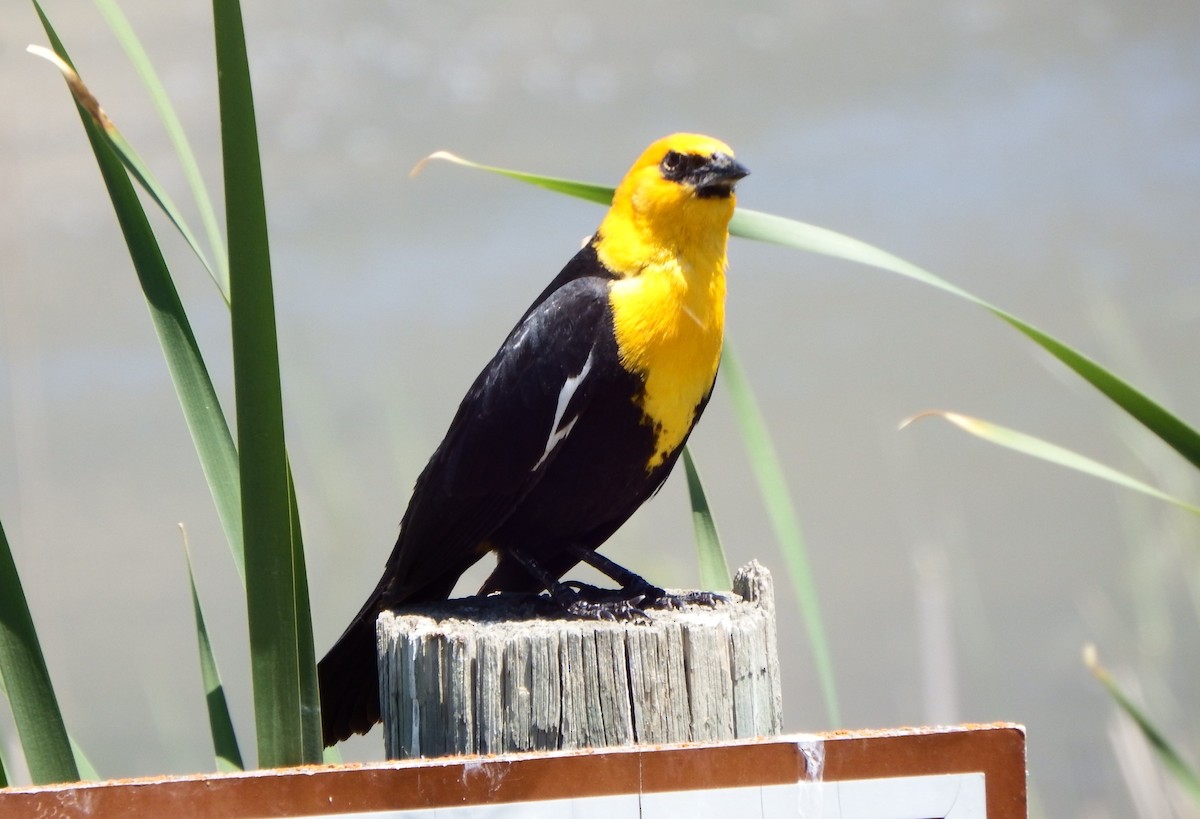 Yellow-headed Blackbird - ML363991481