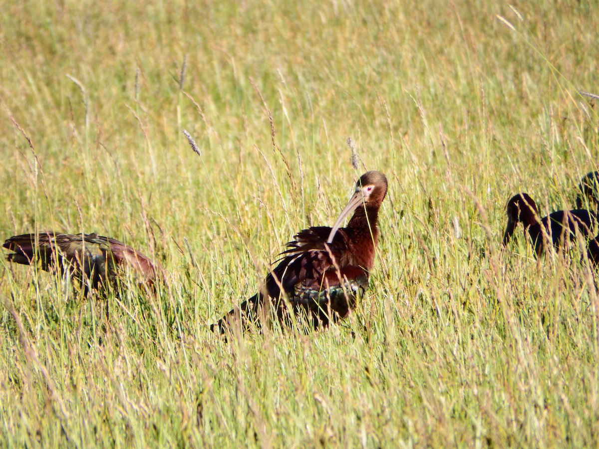 White-faced Ibis - Kaylie Beale