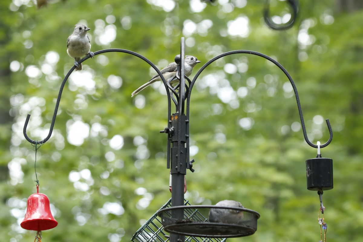 Tufted Titmouse - ML363992231