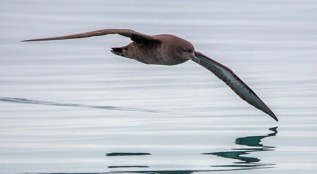 Sooty Shearwater - ML363992321