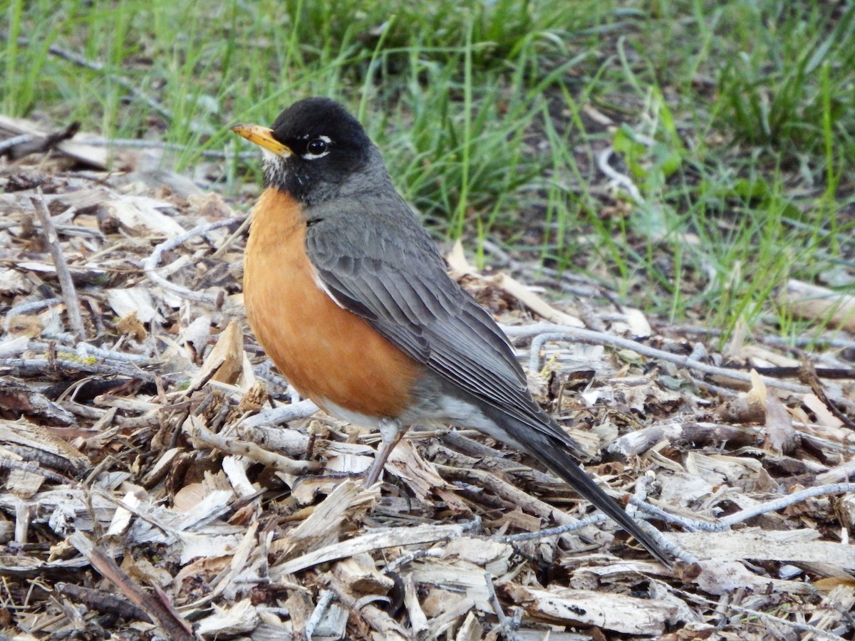 American Robin - ML363992351