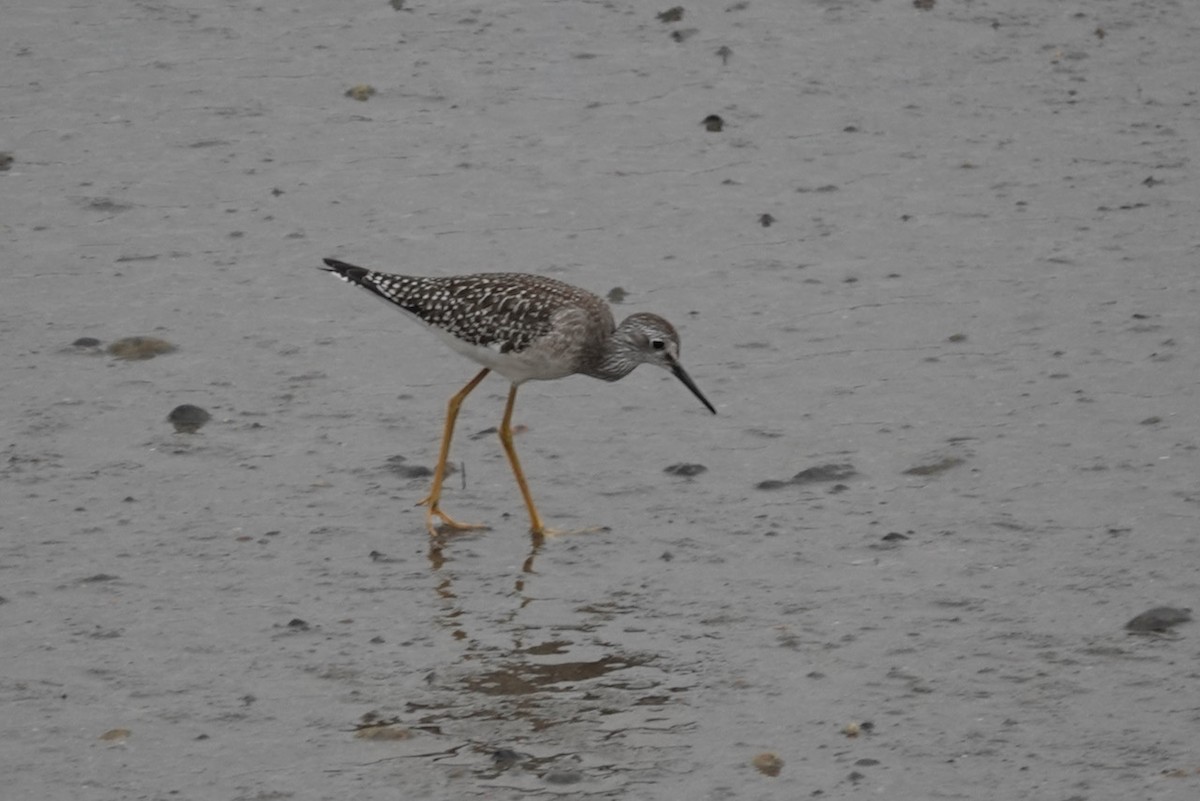 Lesser Yellowlegs - ML363992591