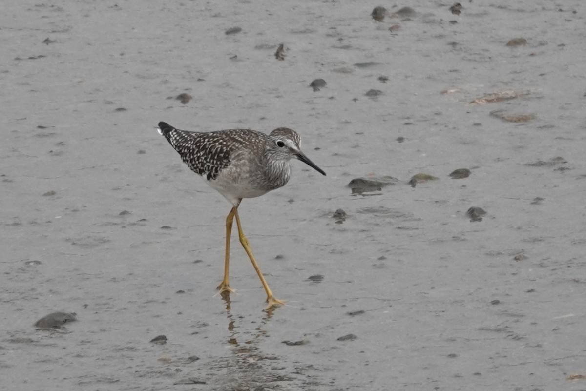 Lesser Yellowlegs - ML363992621