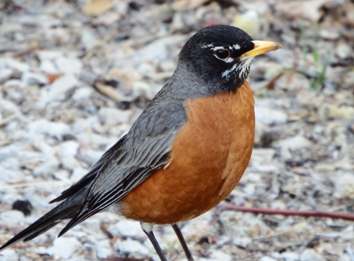 American Robin - Kaylie Beale