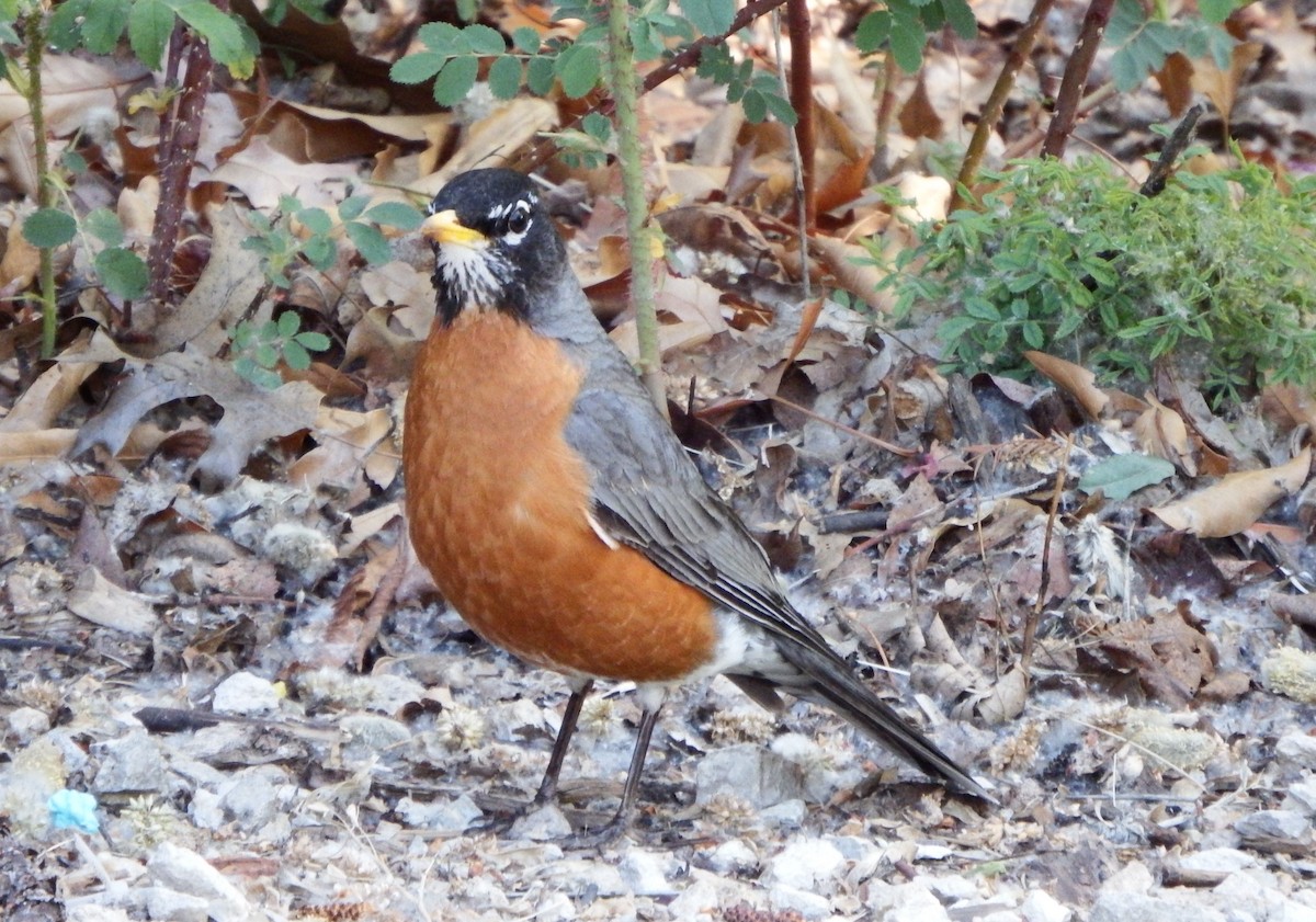 American Robin - ML363992771