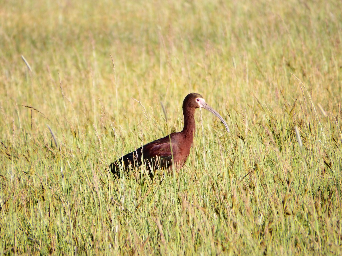 ibis americký - ML363993191