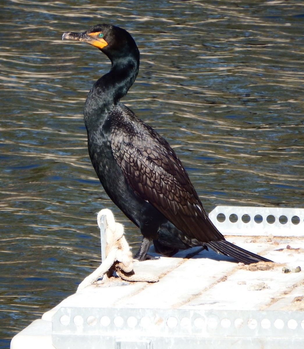 Double-crested Cormorant - ML363993451