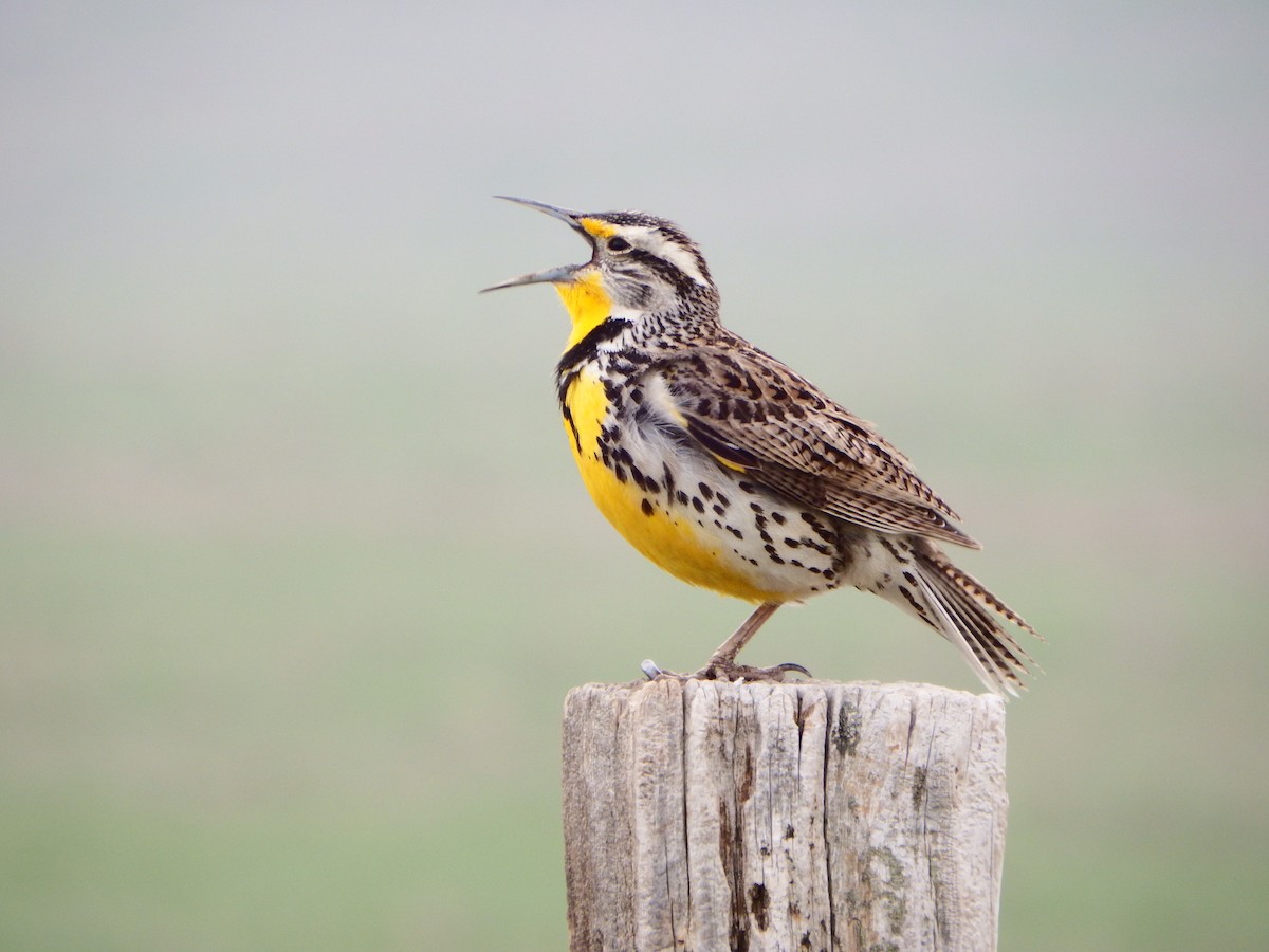 Western Meadowlark - ML363993911