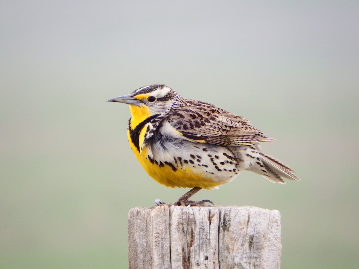 Western Meadowlark - ML363993951