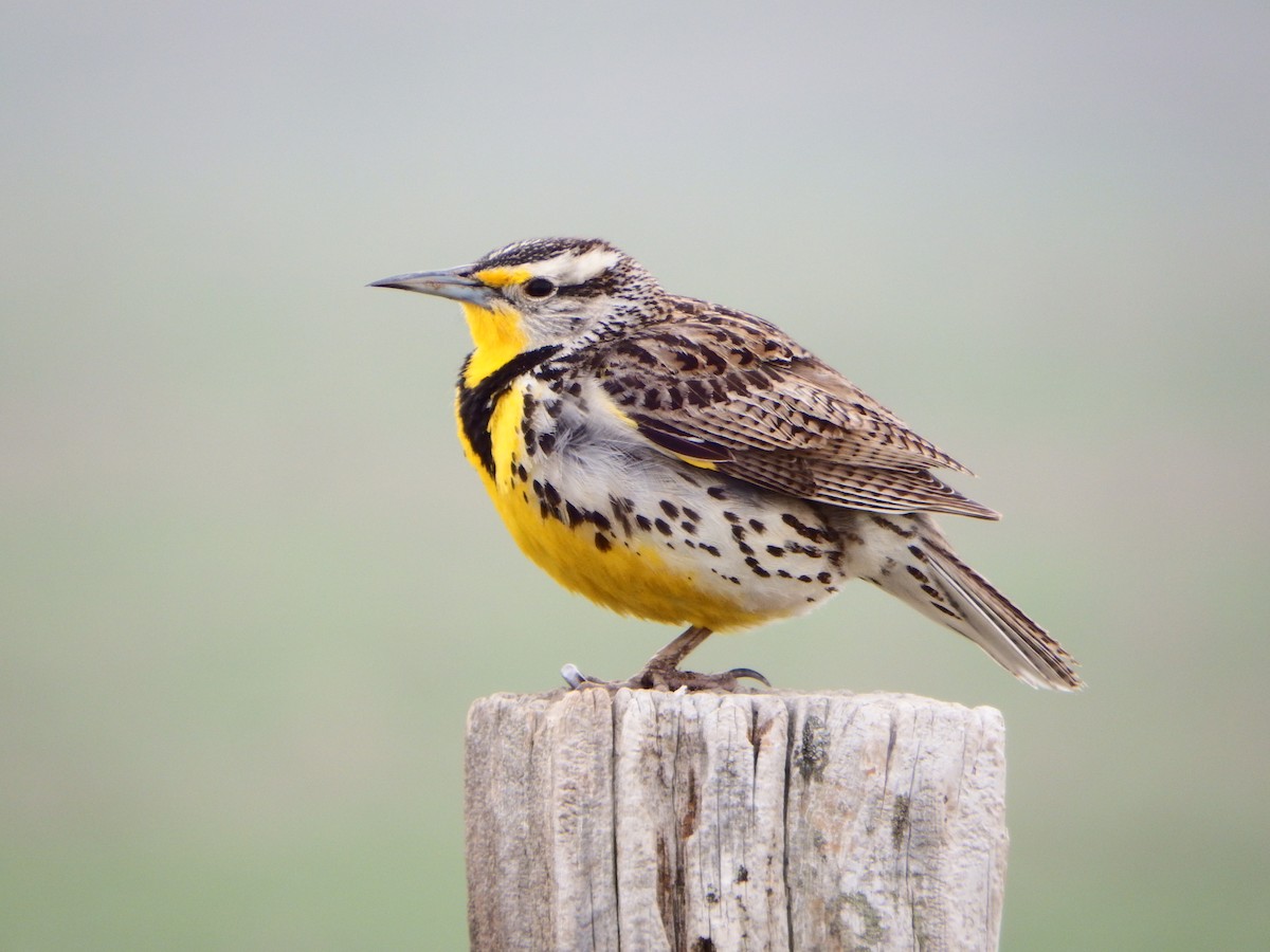 Western Meadowlark - ML363994191