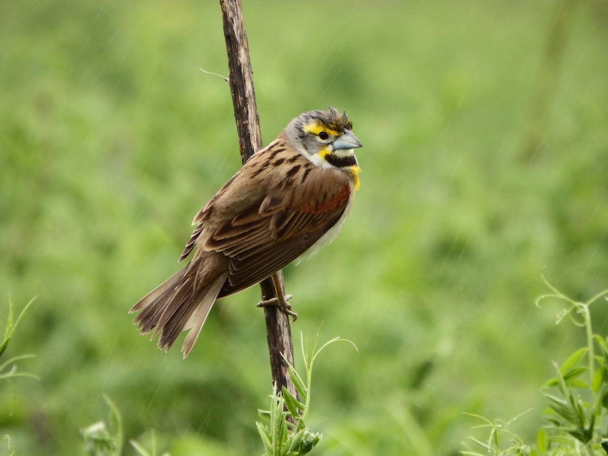 Dickcissel - ML363994611