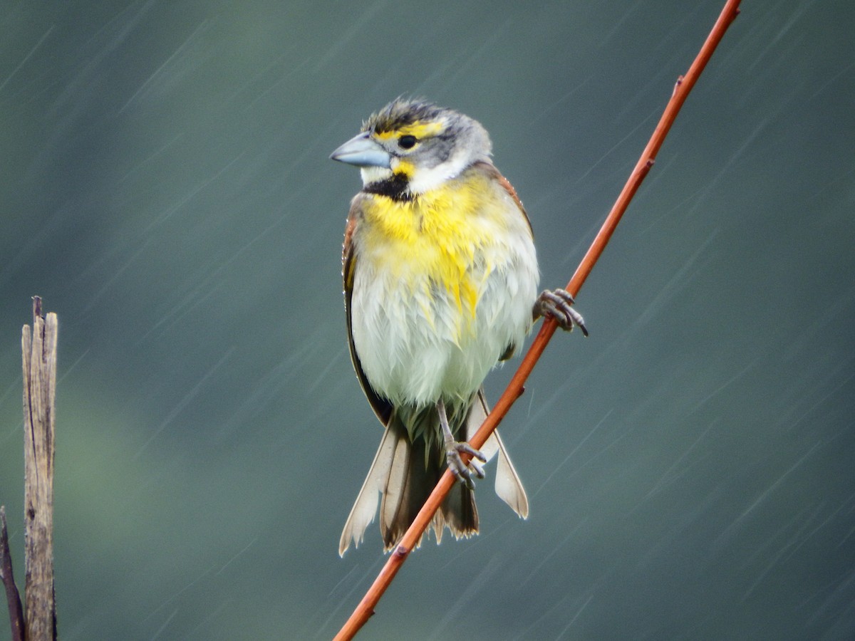 Dickcissel - ML363994721