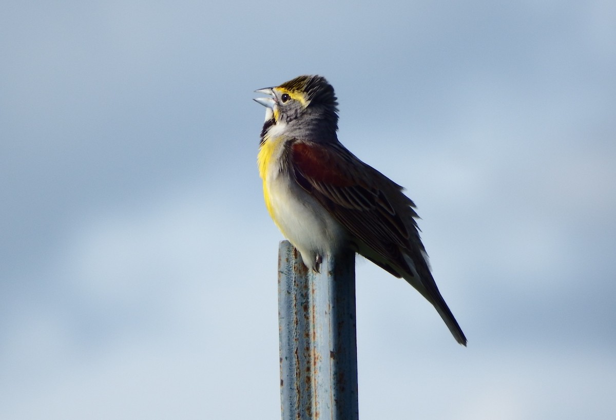 Dickcissel - Kaylie Beale