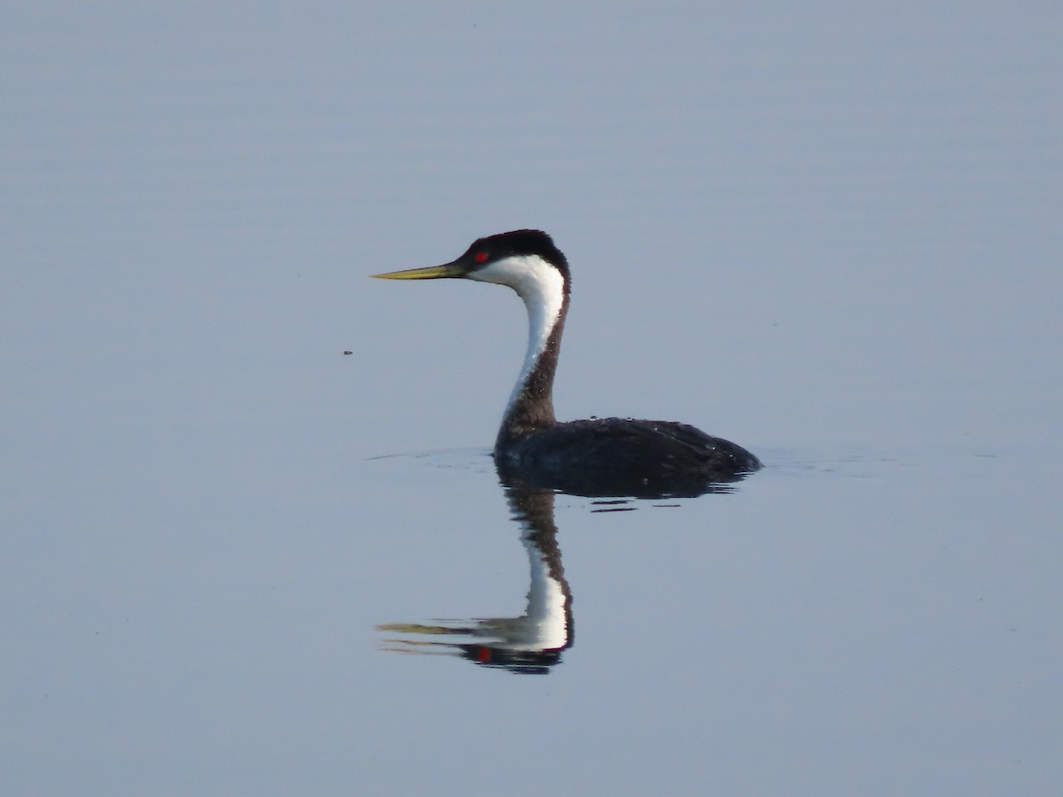 Western Grebe - Larry Siemens