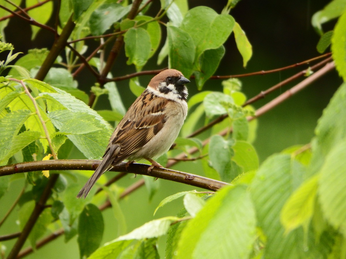 Eurasian Tree Sparrow - ML363995131