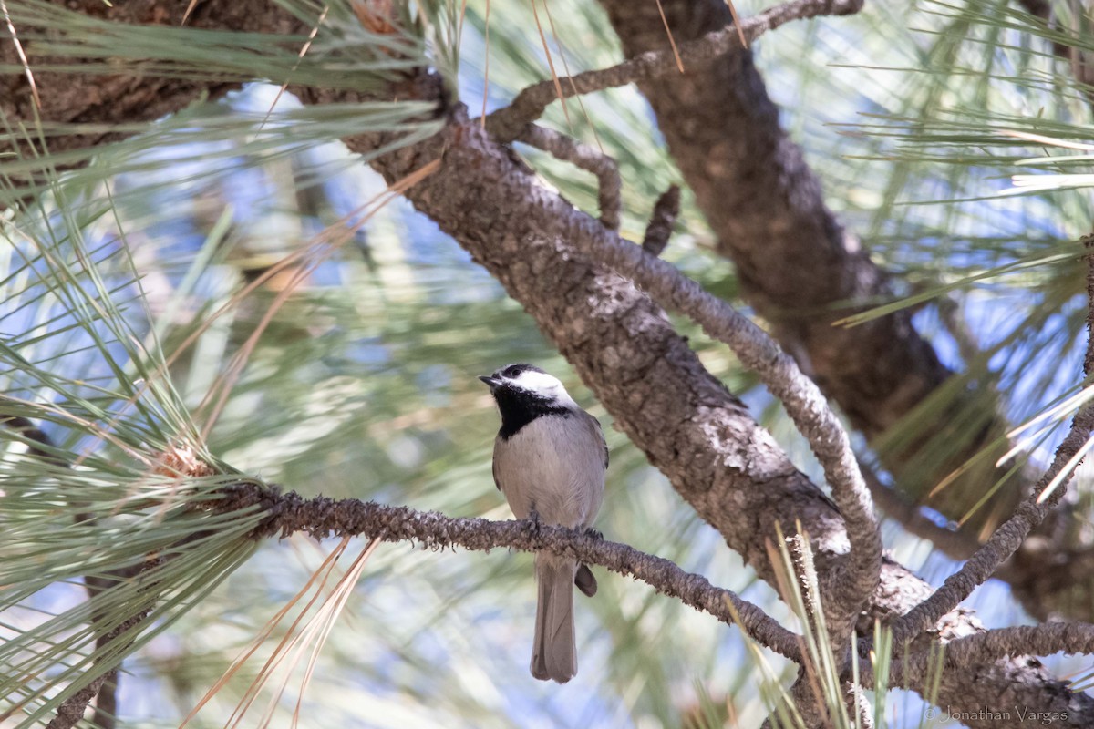 Mountain Chickadee - ML363996011