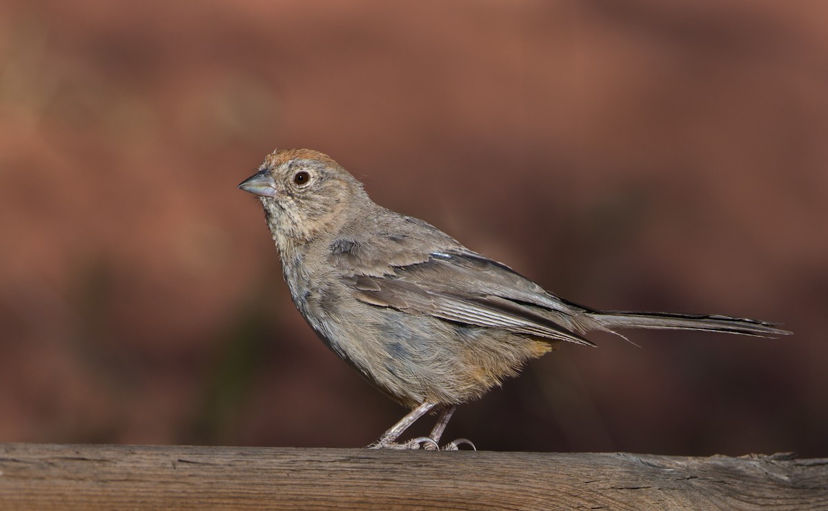 Canyon Towhee - Jim Merritt