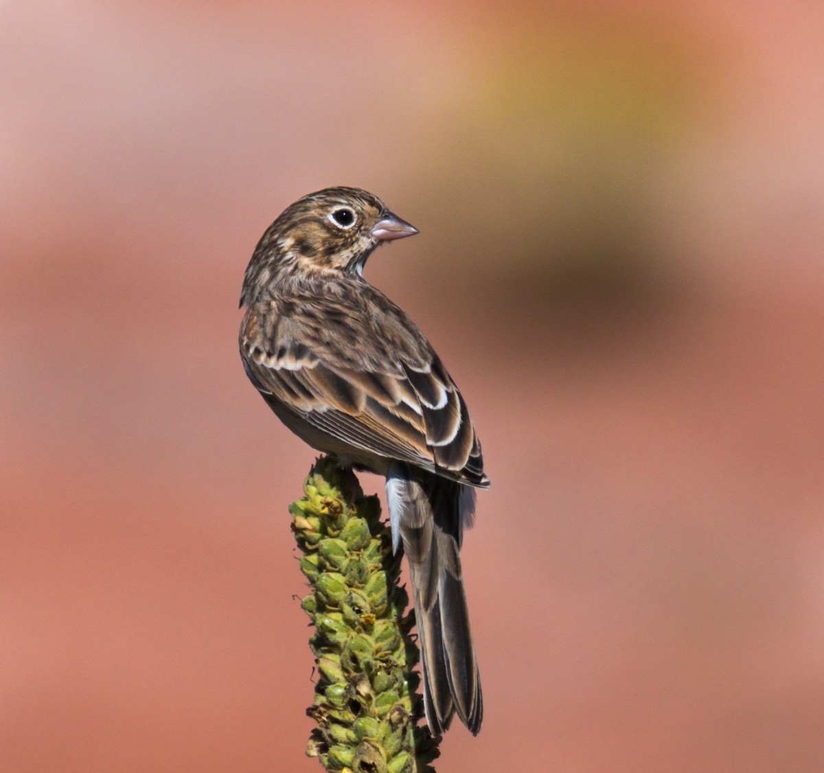 Vesper Sparrow - ML363997491