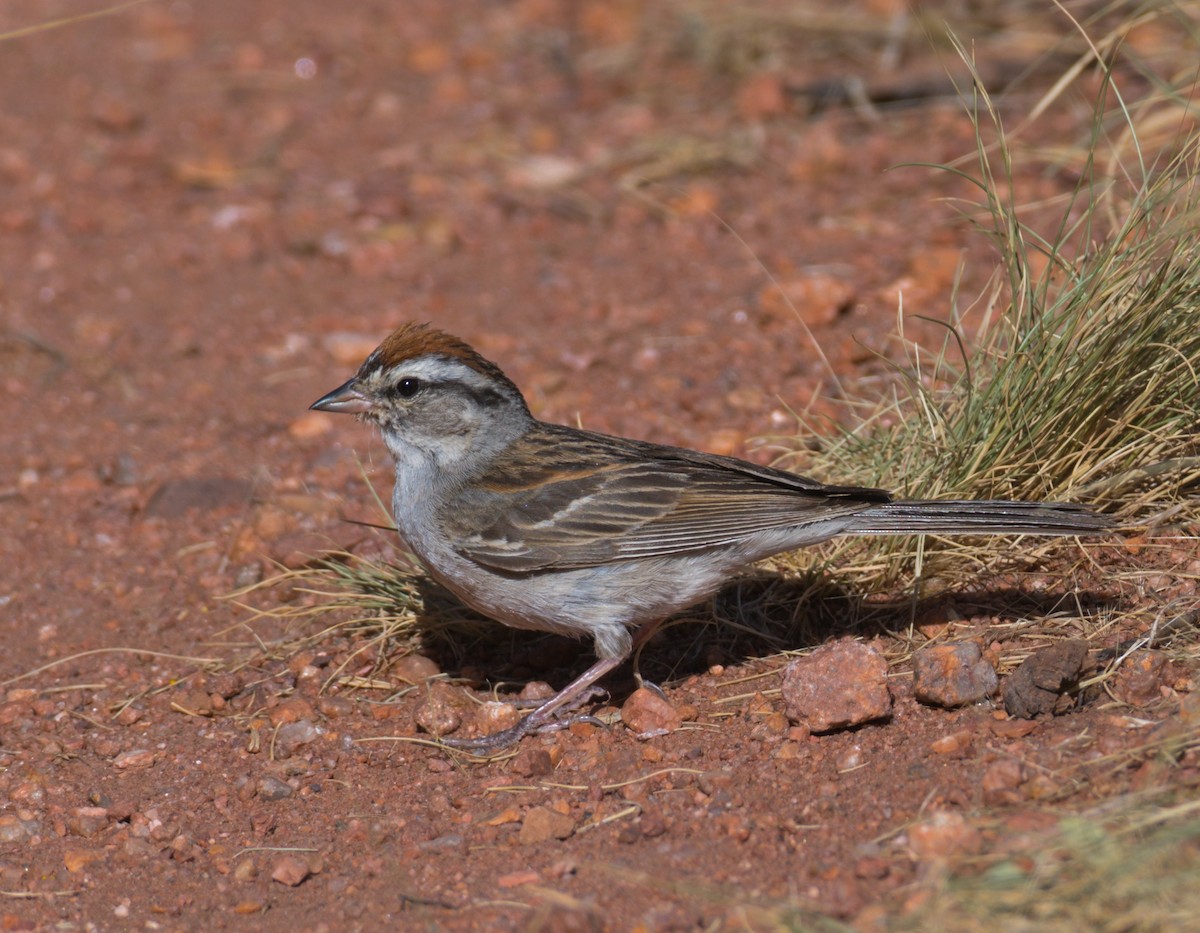 Chipping Sparrow - ML363997601