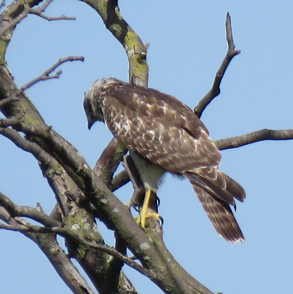 Red-shouldered Hawk - ML363999271