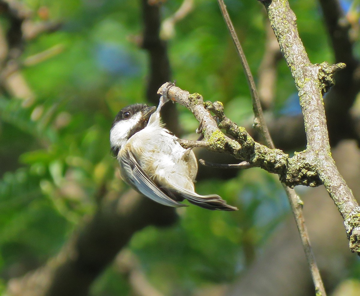 Black-capped Chickadee - ML363999411