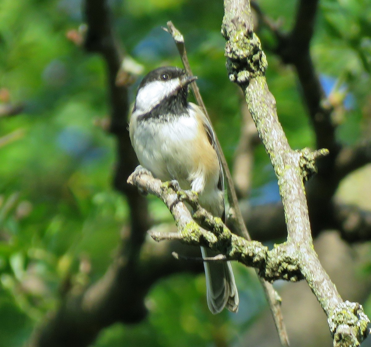 Black-capped Chickadee - ML363999421