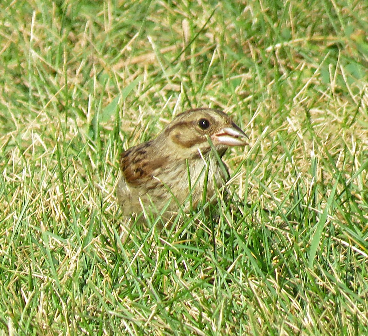 Song Sparrow - ML363999731