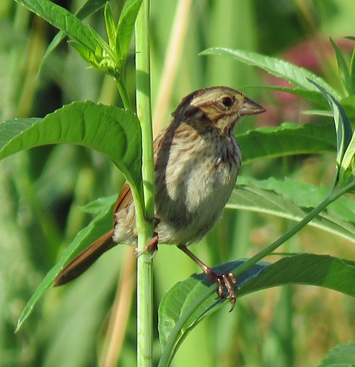 Song Sparrow - ML363999811