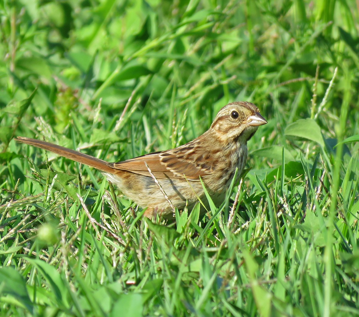 Song Sparrow - ML363999871