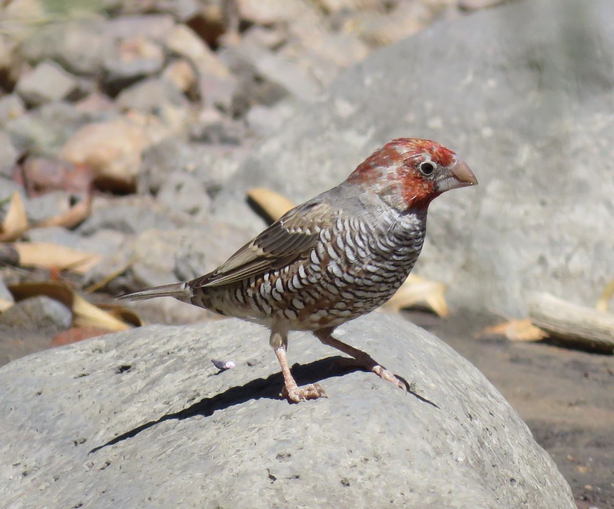 Red-headed Finch - Chris Butler