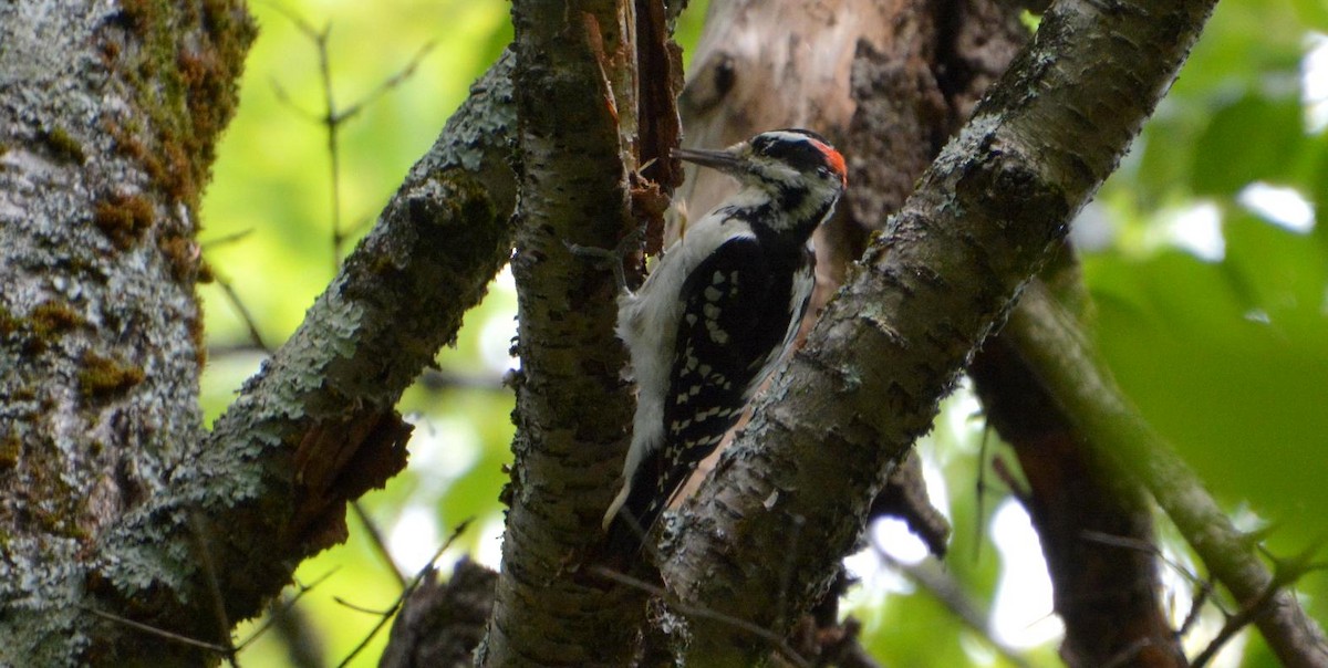 Hairy Woodpecker - ML364000561