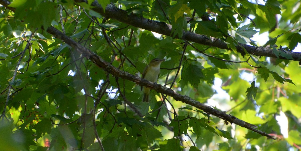 Red-eyed Vireo - James Armstrong