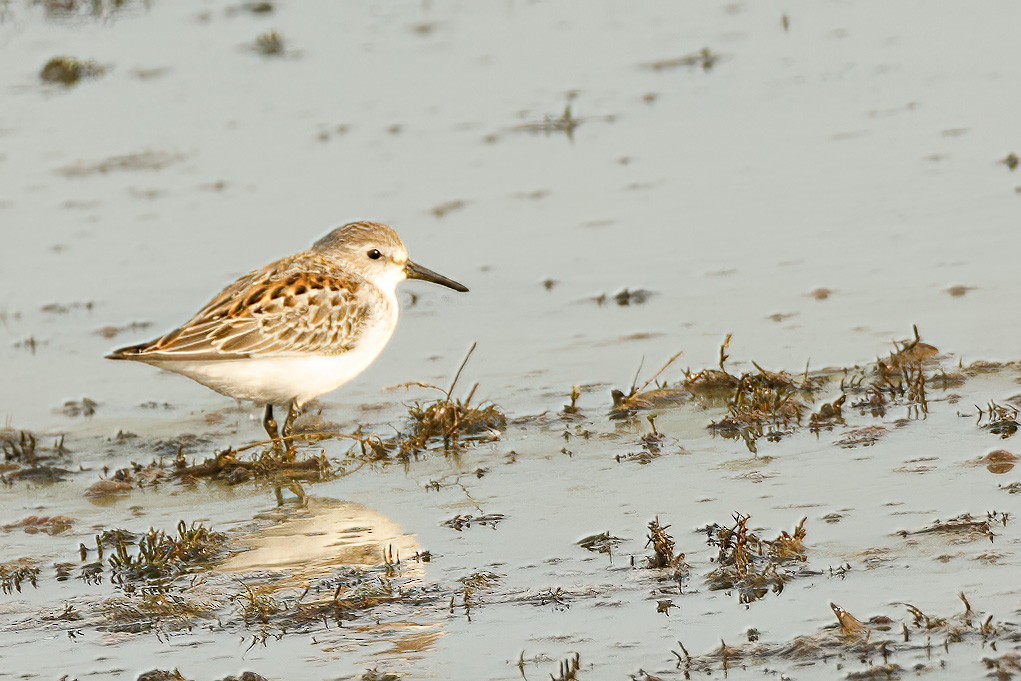 Western Sandpiper - ML364000991