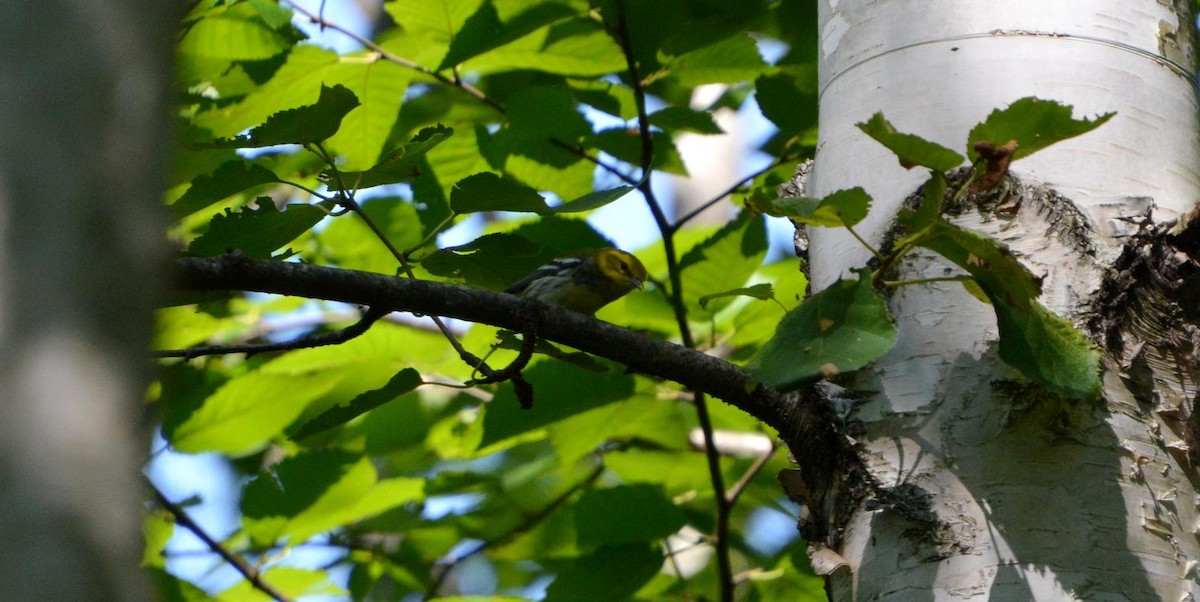 Black-throated Green Warbler - ML364001041