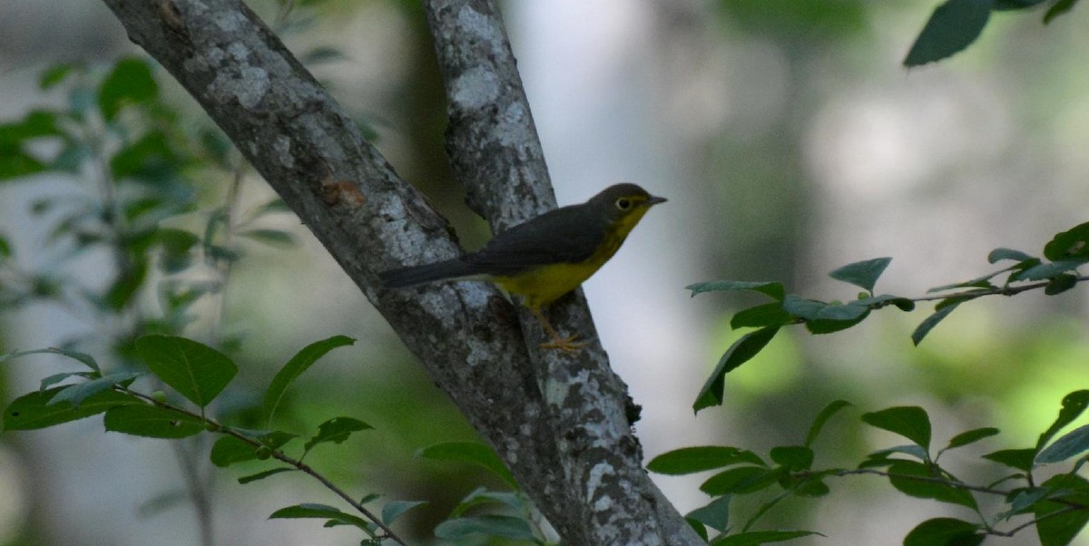 Canada Warbler - James Armstrong