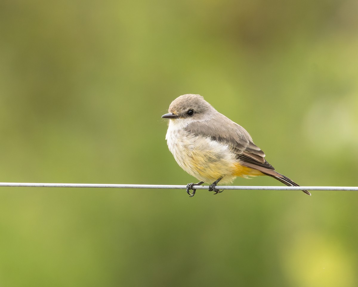 Vermilion Flycatcher - Mark & Teri McClelland