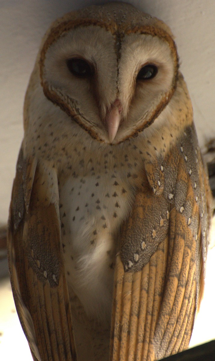 Barn Owl - Renuka Vijayaraghavan